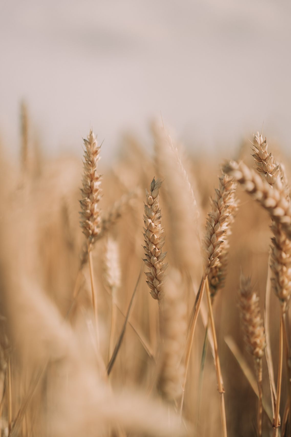 Wheat Stalk