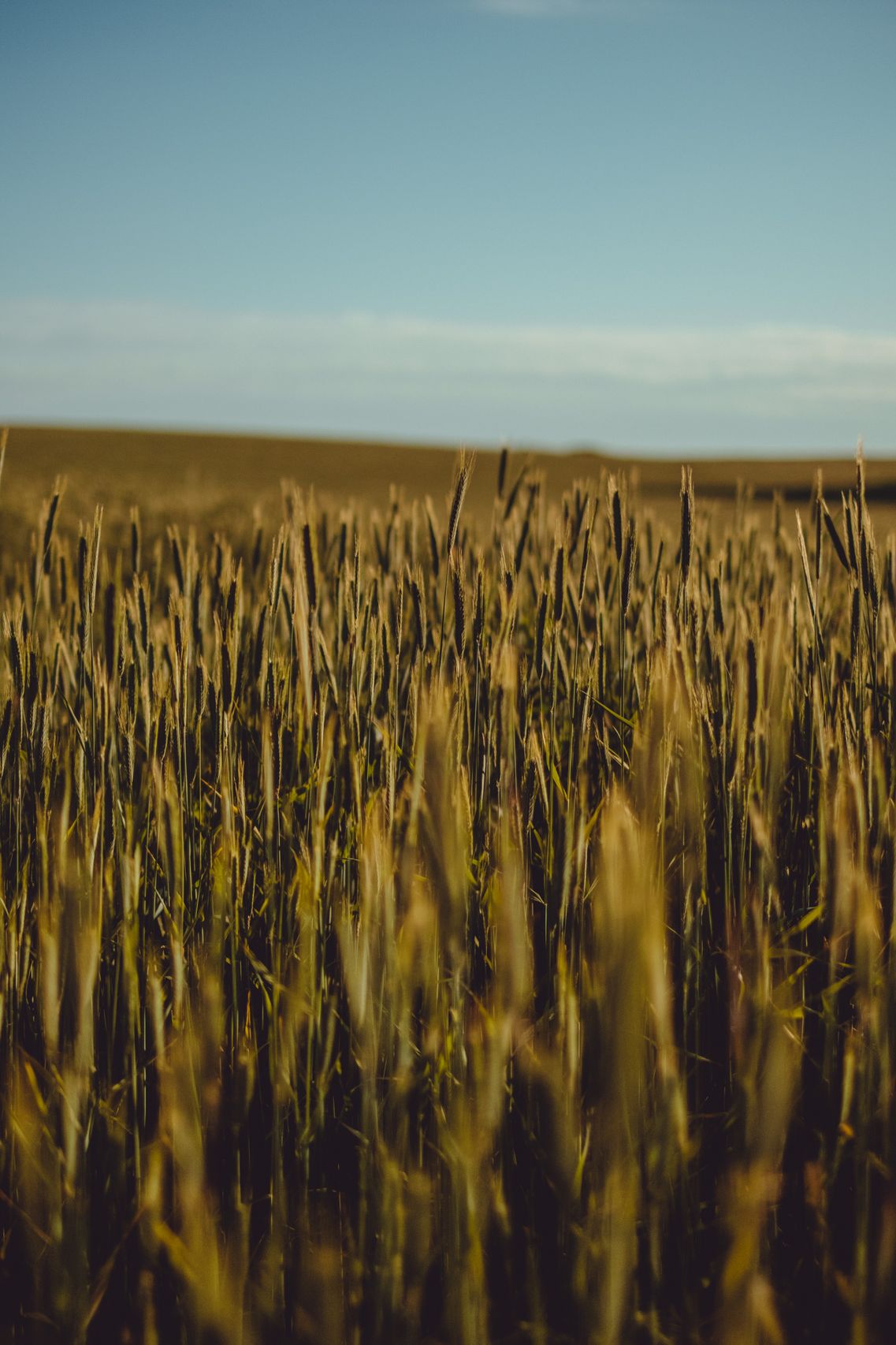 Wheat Stalk